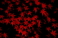 妖艶なる紅葉