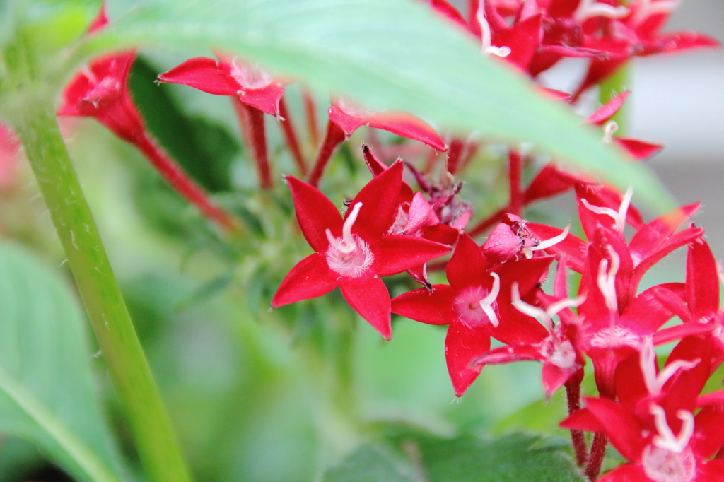 ペンタス　red