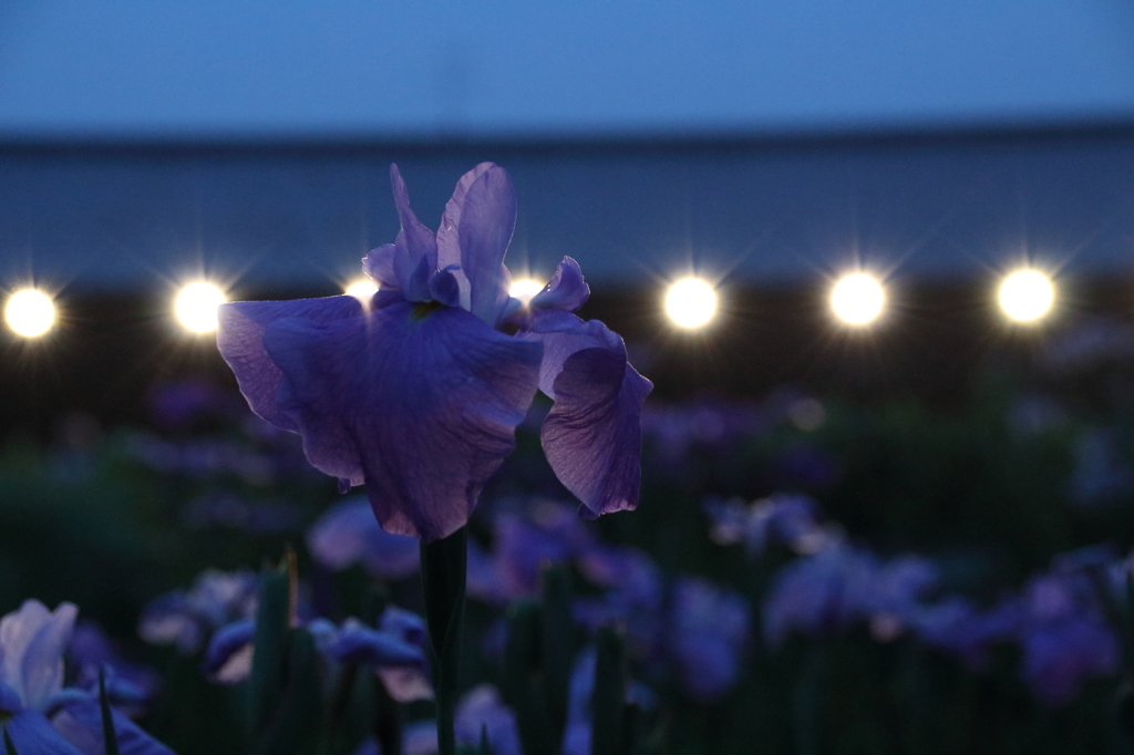 夜の花菖蒲