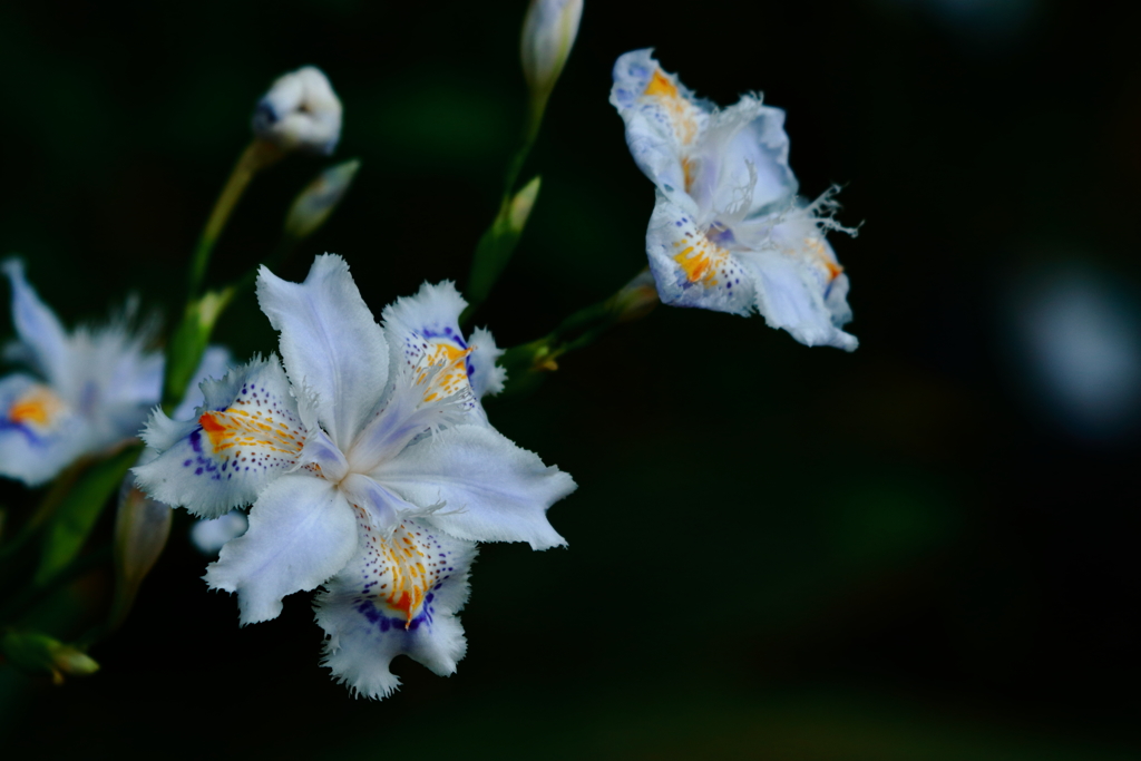 胡蝶花