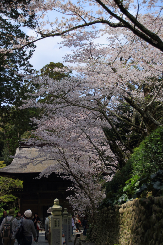 山門と桜