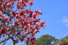 赤紫の花　飛行機雲を添えて