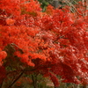 赤と紅