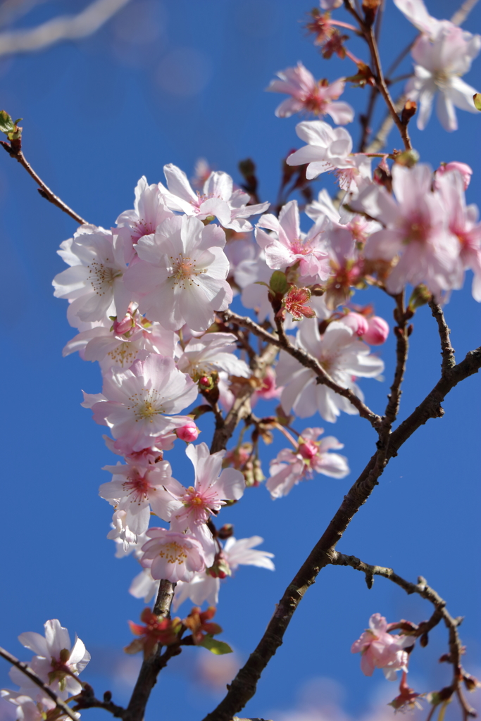 小春日和に十月桜