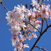小春日和に十月桜