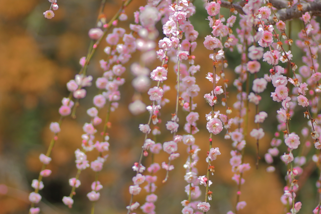 花簪