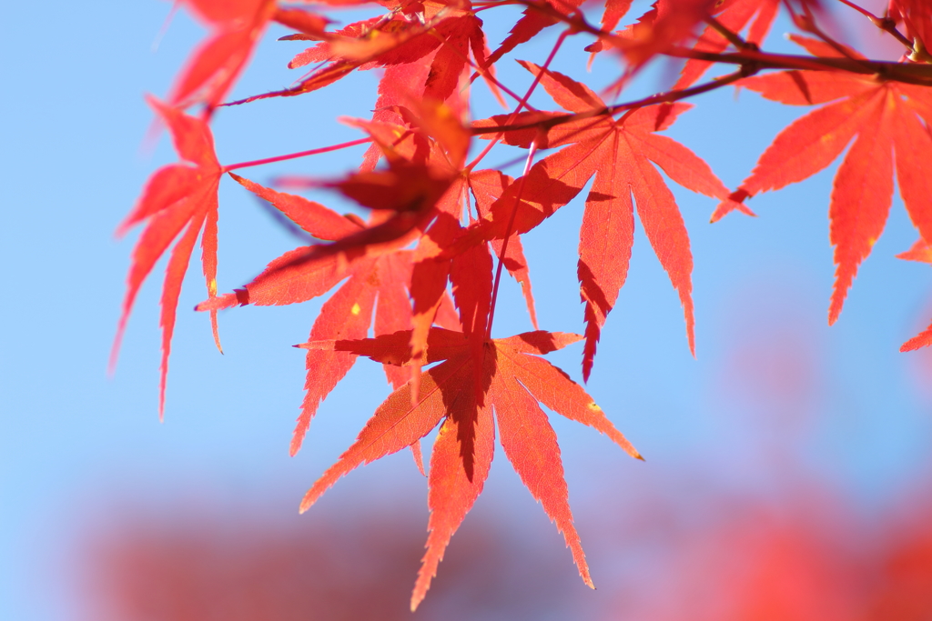 てのひらを太陽に