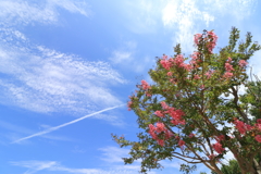 飛行機雲と百日紅