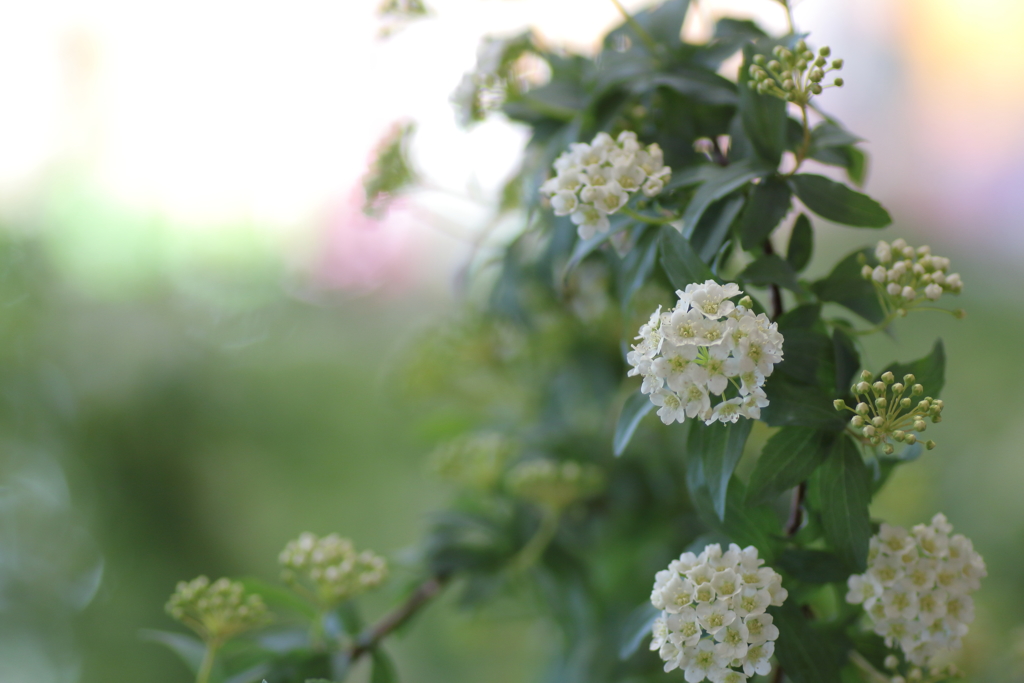 Reeves spirea