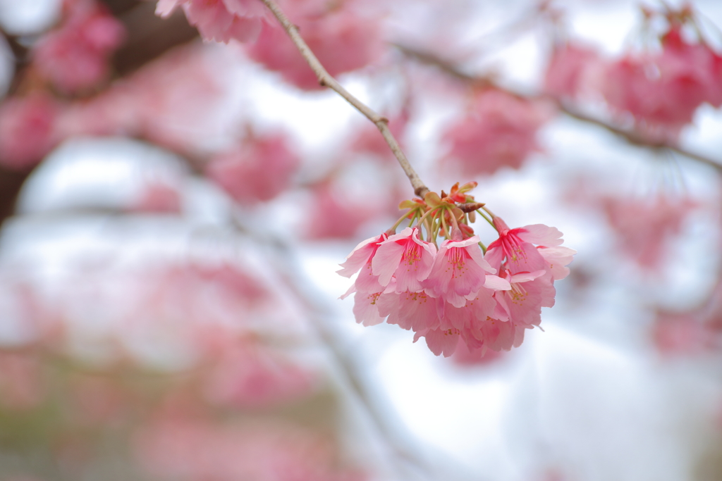 掛川桜