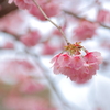 掛川桜
