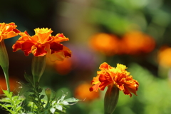 聖母マリアに黄金の花を
