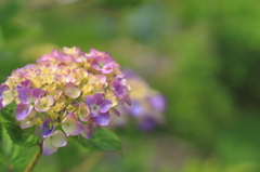 雨待ち紫陽花
