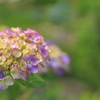 雨待ち紫陽花