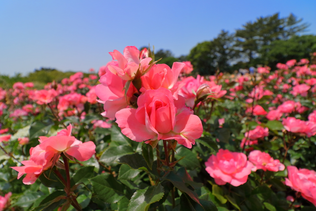 春薔薇満開