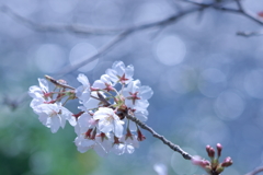 春の小川