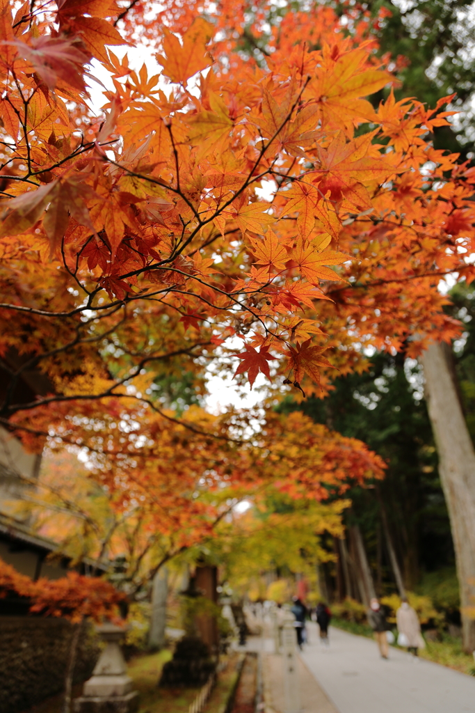 参道の紅葉
