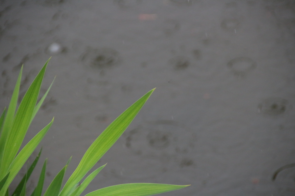 雨の丸山公園