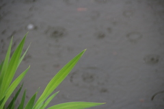 雨の丸山公園