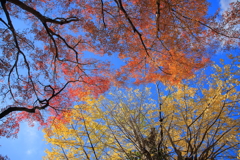 ビビッドな空に紅葉と黄葉