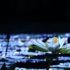 春よ来い