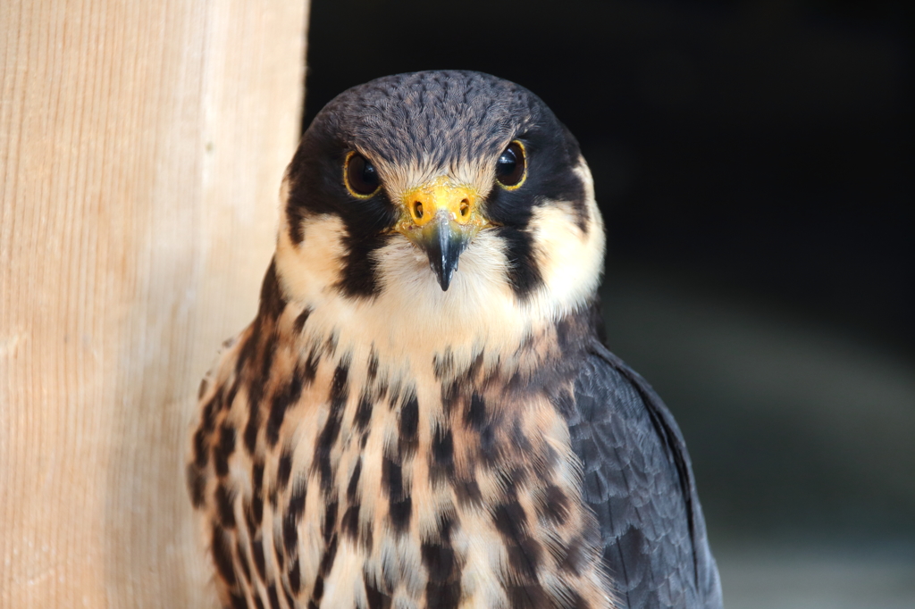 何かご用でしょうか？