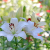 purity