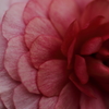 花鱗