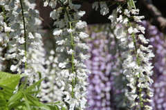 white　Wisteria