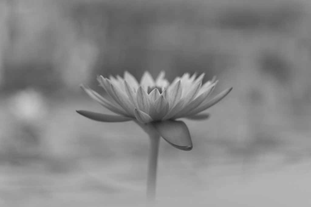 鉛筆画