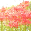 天上に咲く紅い花