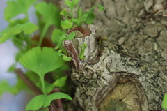 未来へ