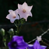 7枚の花弁