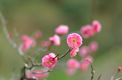 蓮華寺池公園の紅梅