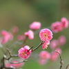 蓮華寺池公園の紅梅