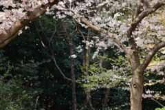 桜吹雪　～動物園入口～