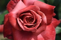Adult rose