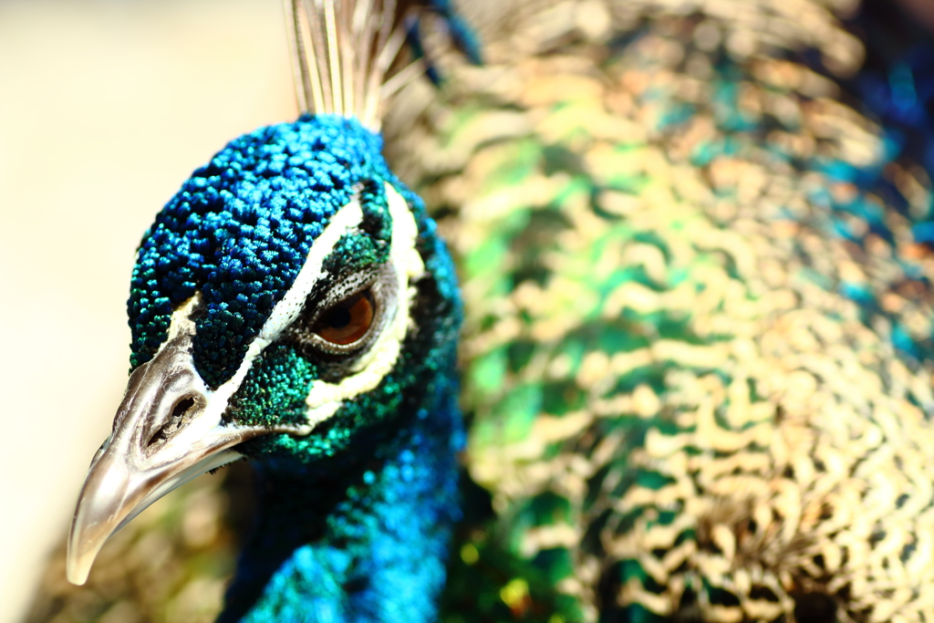 Pavo cristatus