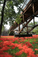 巾着田の橋