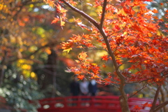 ようやくの紅葉