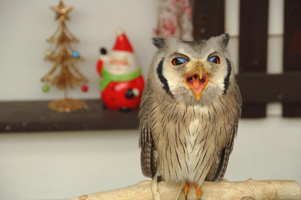 クリスマスなんて、大っ嫌いだー！