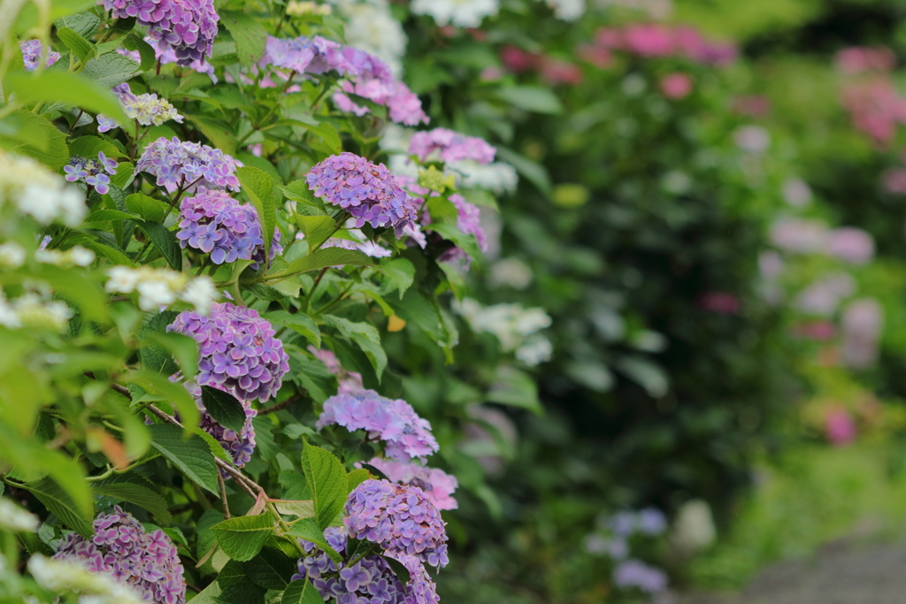 紫陽花小町