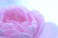 春の装い