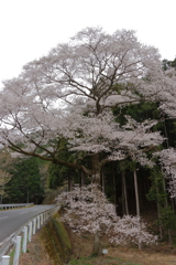 宝瀬の1本桜