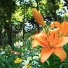 Orange Lily