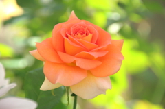 Elegant rose