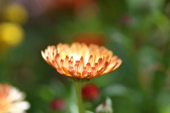 発光花