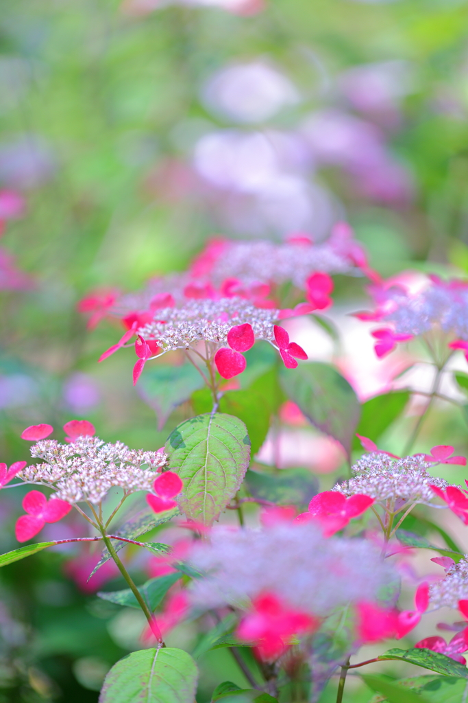紅