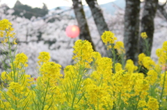 菜の花と桜と提灯