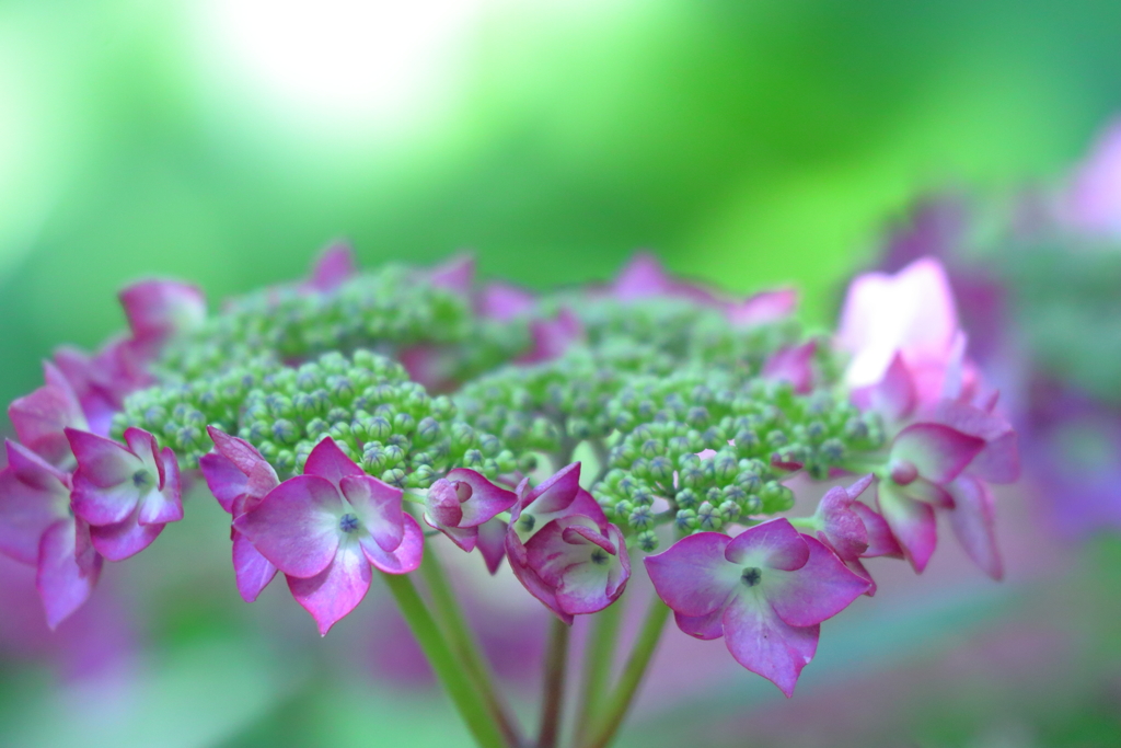 晴れもよく似合う